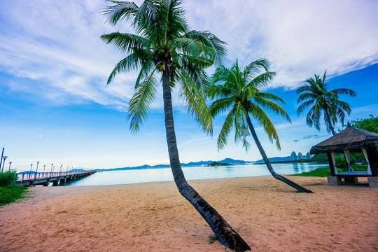 海滩椰树