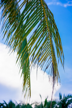 海滩椰树