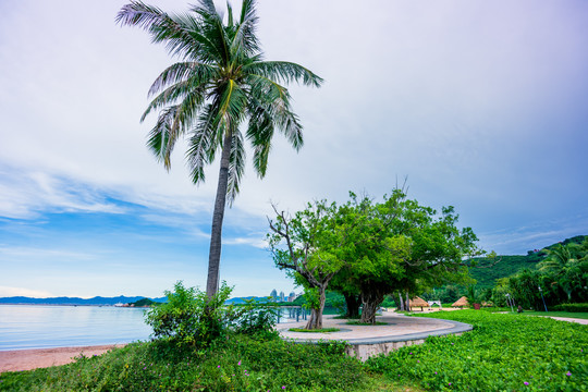 海滩椰树