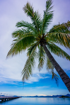 海滩椰树