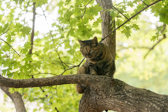 黑猫