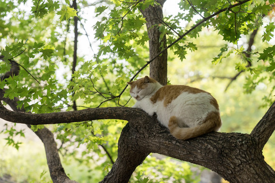 花猫