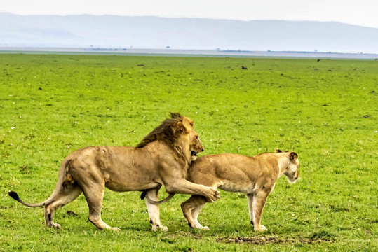 非洲狮夫妇