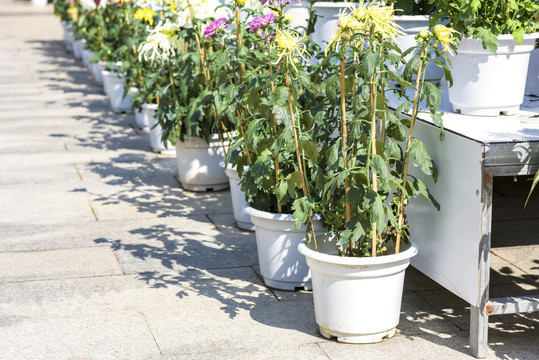 福建漳州菊花展