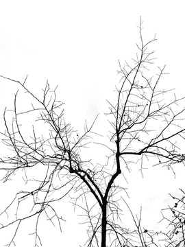黑白树枝树干剪影