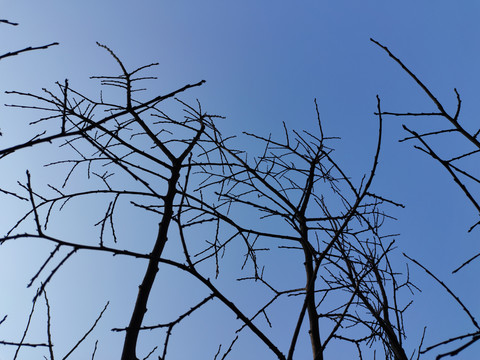 蓝天树枝
