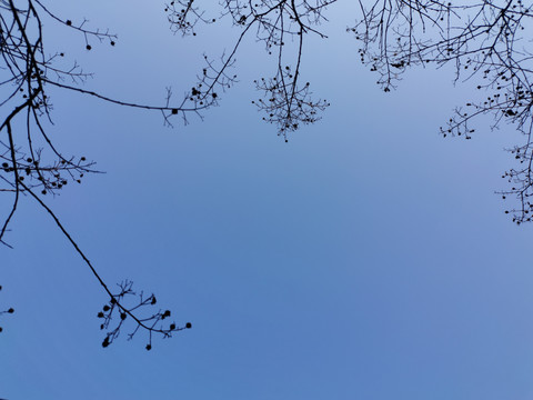 天空树枝