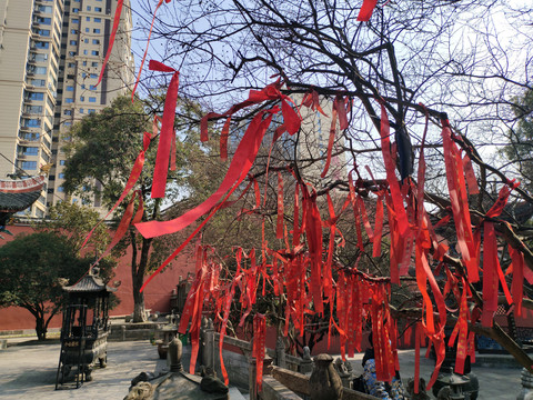 许愿树