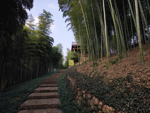 竹林山路