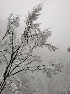 树枝上的雪