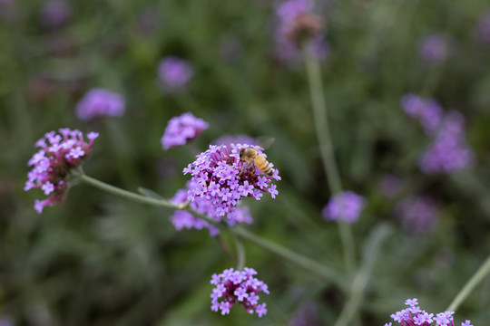 紫色小花上的蜜蜂
