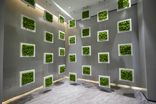 一面墙上挂着一个个方块植物