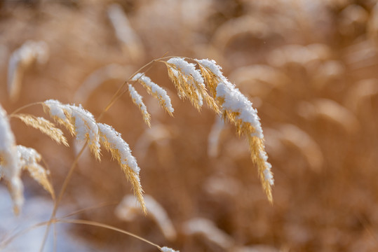 芦苇上的残雪