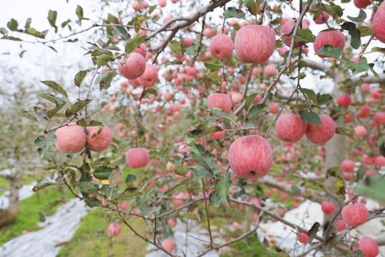 红苹果