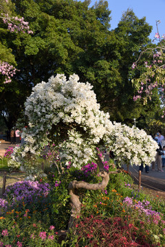 白色杜鹃花