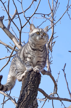 猫咪爬树