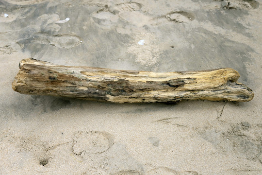 沙滩枯木