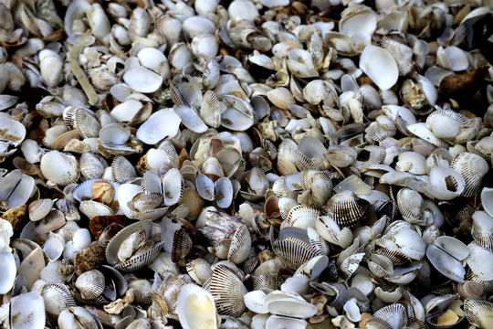 海滩贝壳壳