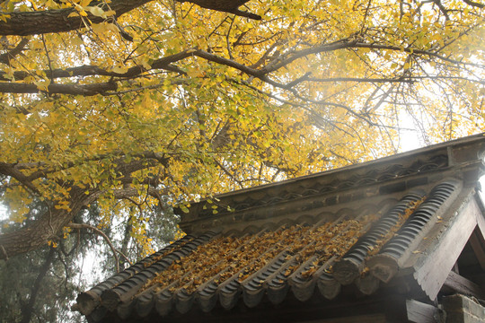 日照莒县浮来山定林寺银杏树