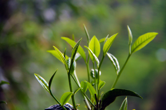 普洱茶鲜叶