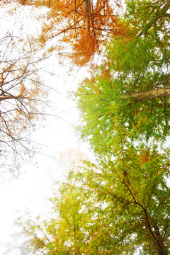 秋天水杉林
