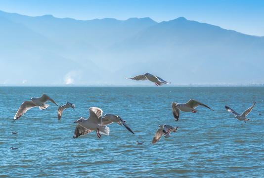 云南大理洱海上飞翔的海鸥
