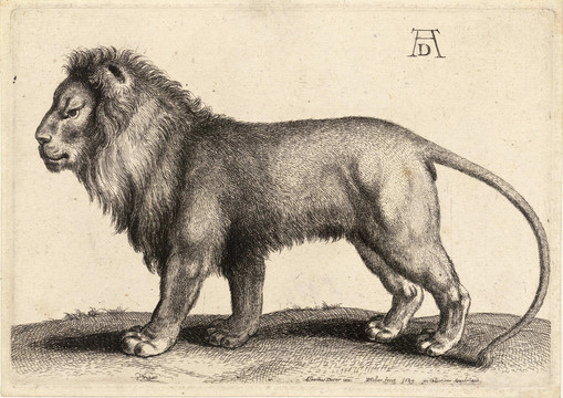 丢勒素描狮子