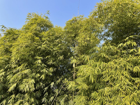 阳光竹林