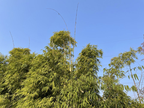竹子素材