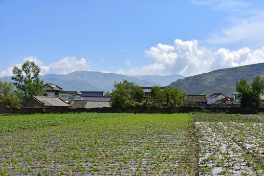 乡村风光