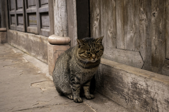 安居古城狸花猫