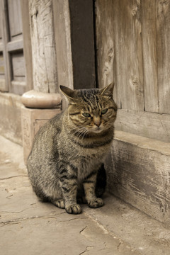 安居古城狸花猫