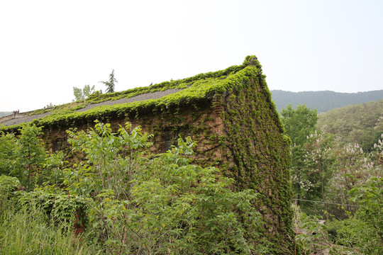 爬满绿色植物的老屋
