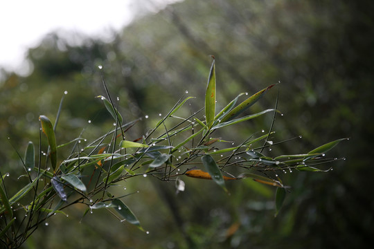 雨后的竹园