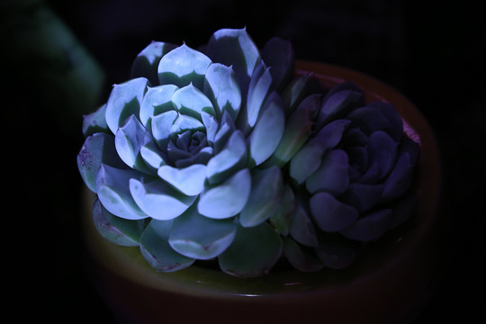 多肉植物