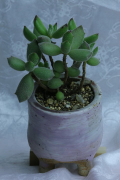 多肉植物