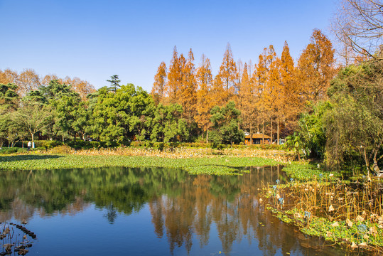 杉树林