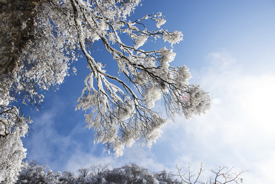 雪挂