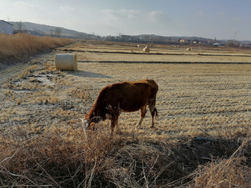 田地里的牛吃草