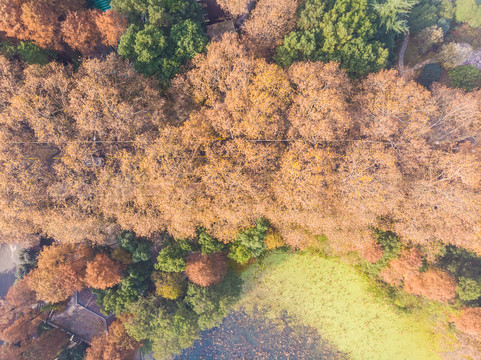 湖北武汉东湖风景区深秋初冬风光