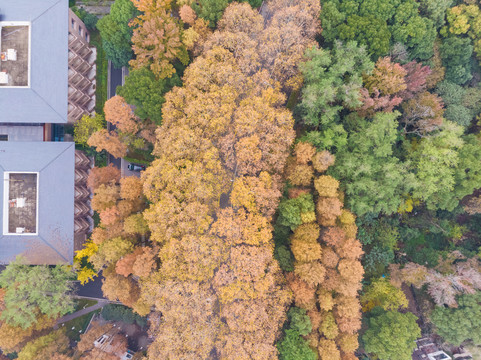 湖北武汉东湖风景区深秋初冬风光