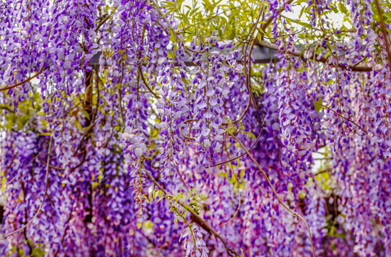 紫藤花廊