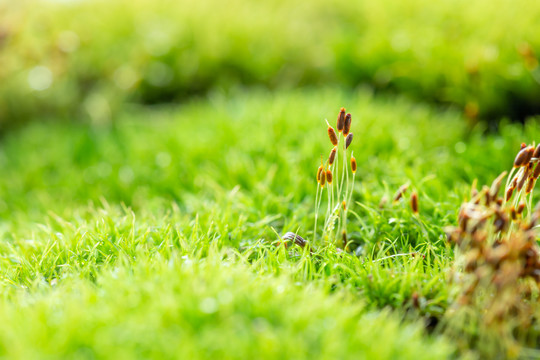 苔藓