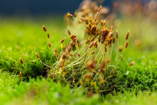 苔藓