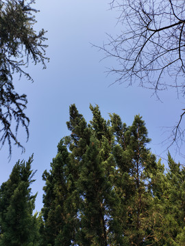 树林与天空