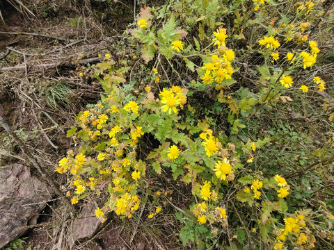 野菊花