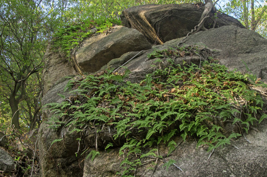 岩石和植物