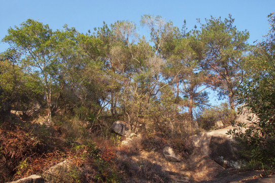 福建丘陵草木植被