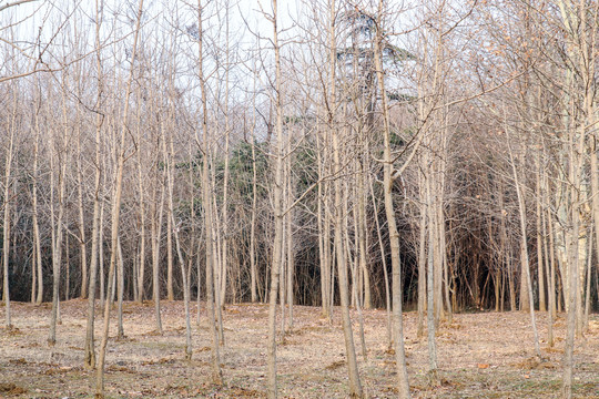冬天枯树林
