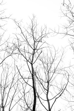 植物黑白树木枯树